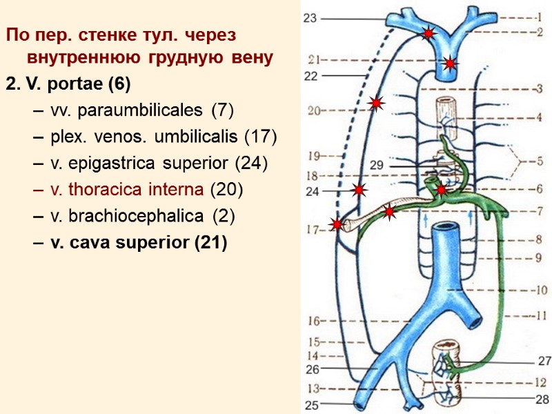 13 По пер. стенке тул. через внутреннюю грудную вену 2. V. portae (6) vv.